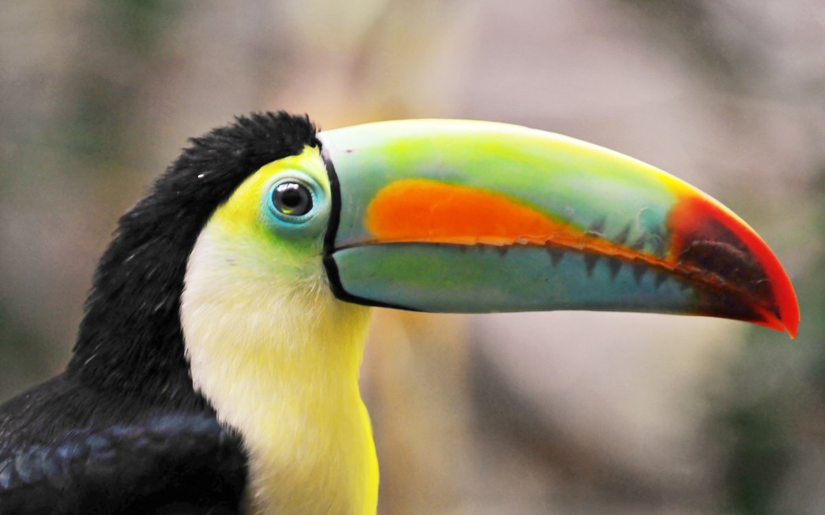 Сельва туканы