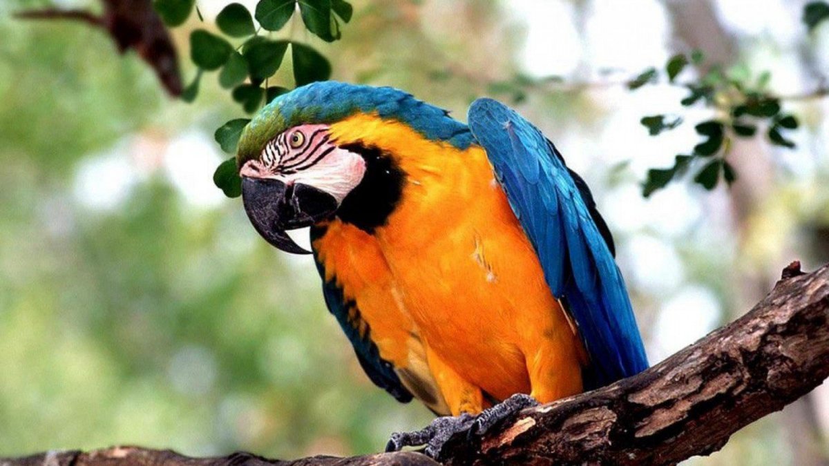 Попугай ара Бразилия