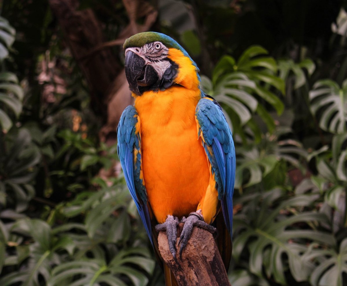 Бразильские попугаи ара