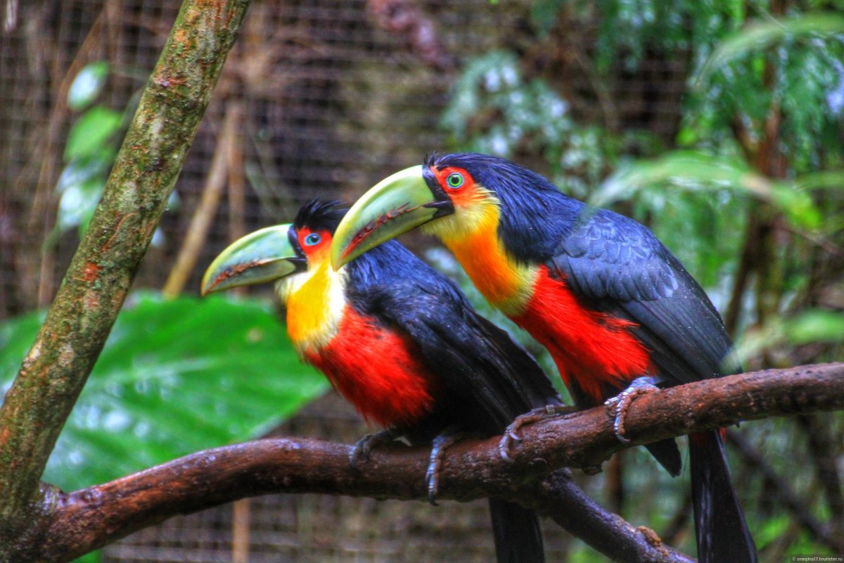 Парк Игуасу Аргентина птицы