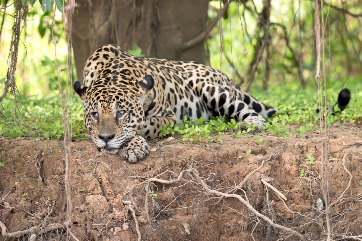 Дикие животные Бразилии