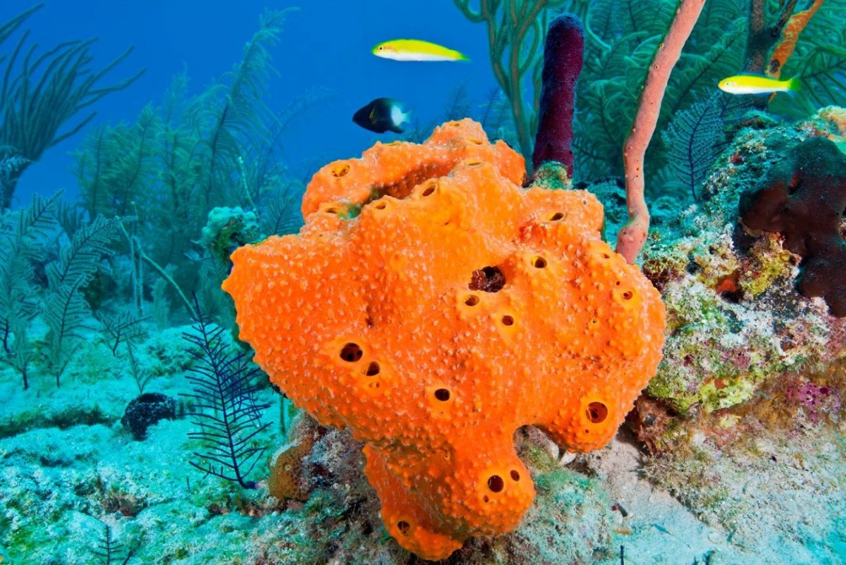 Морские губки и кораллы