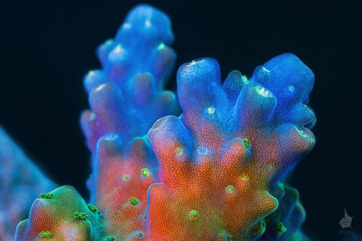 Коралловые полипы губки