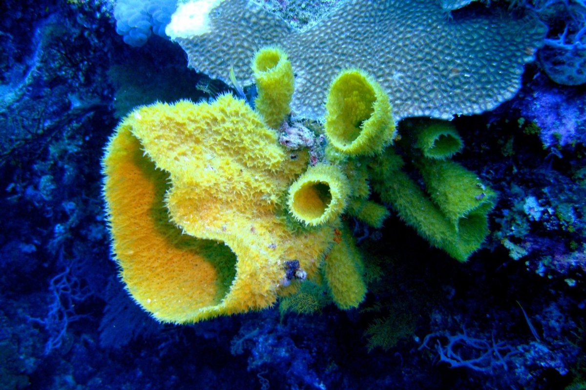 Морские губки обыкновенные