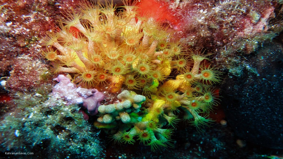 Красивые морские губки