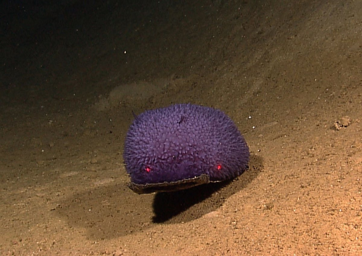 Плотоядная губка