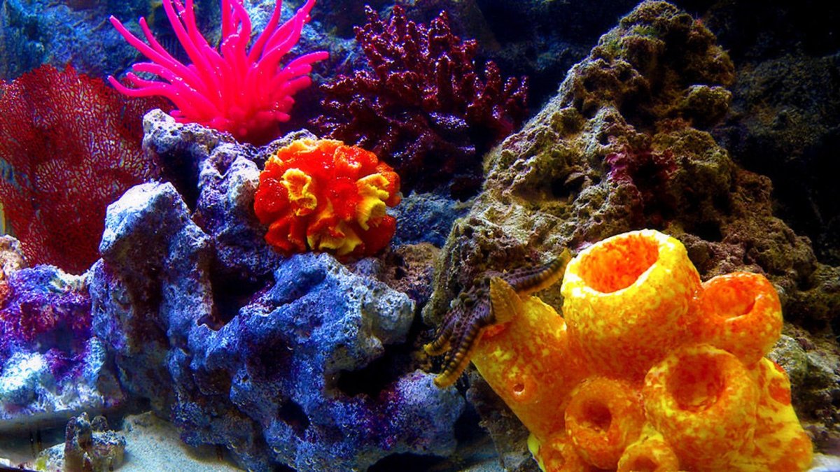 Губки Porifera Spongia