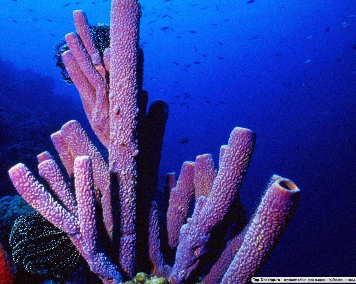 Моллюск «язык Фламинго» (Cyphoma gibbosum)