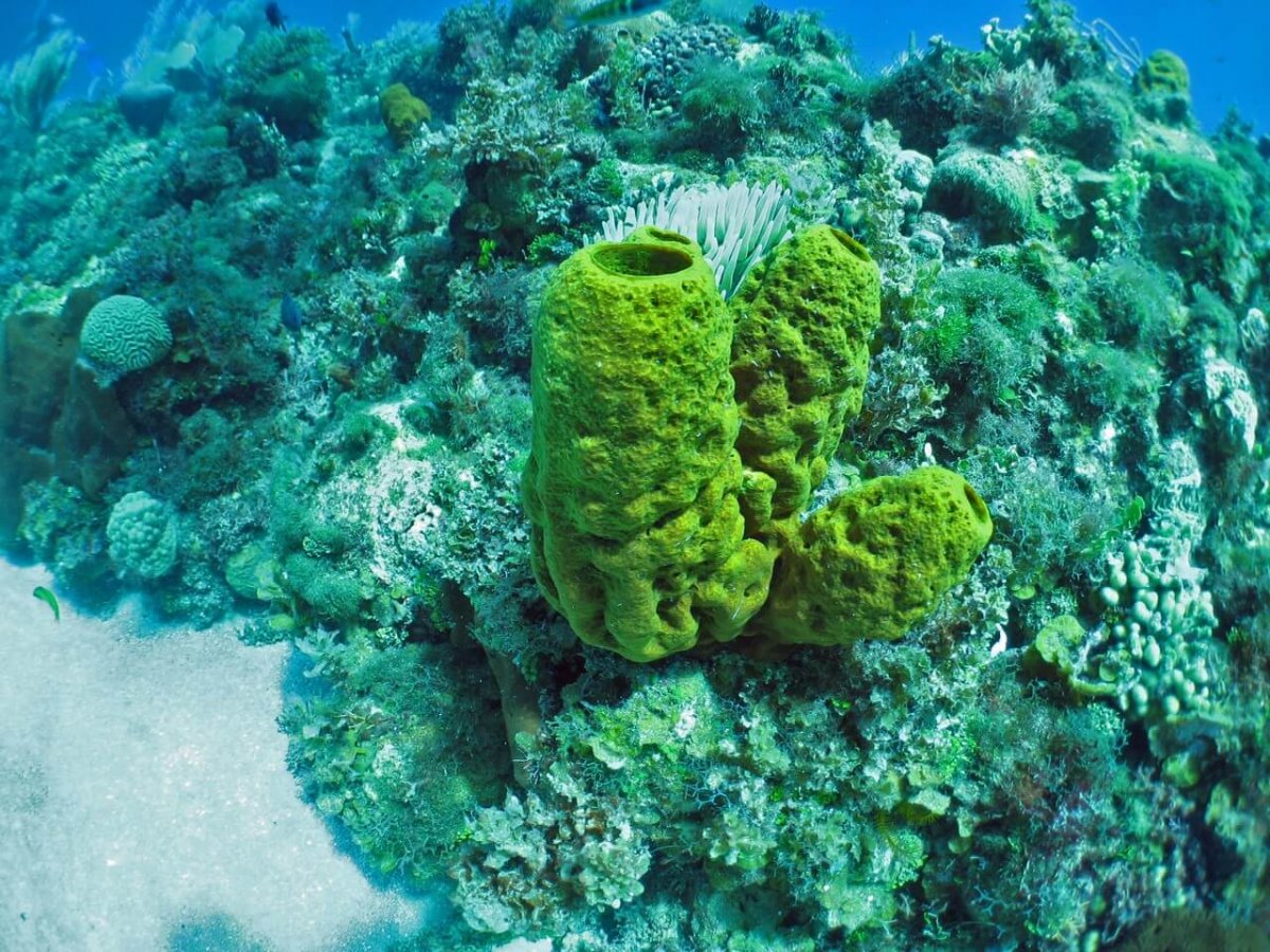 Губки животные