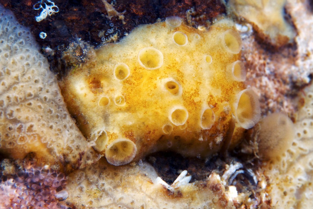 Porifera Spongia