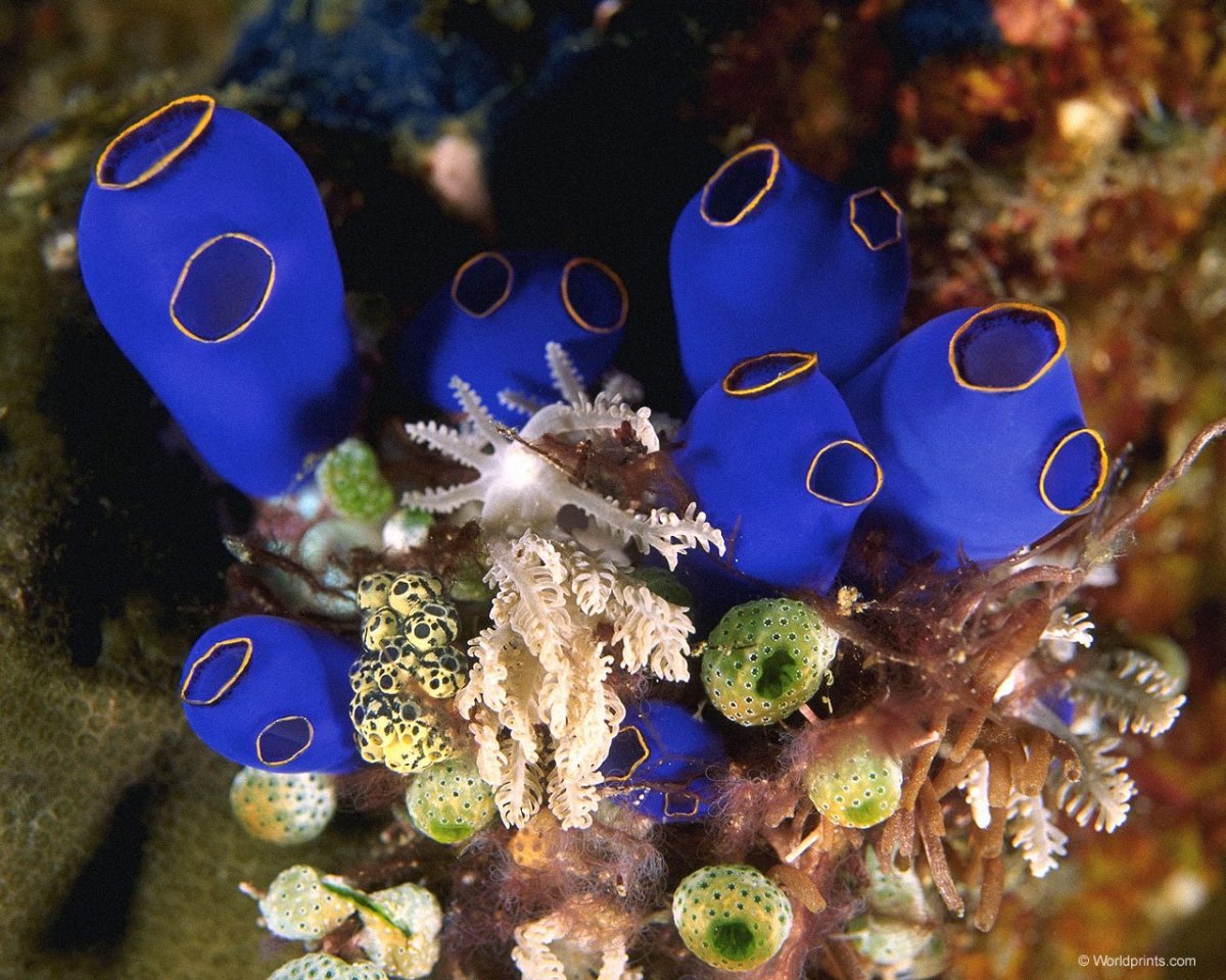 Подводный мир губки