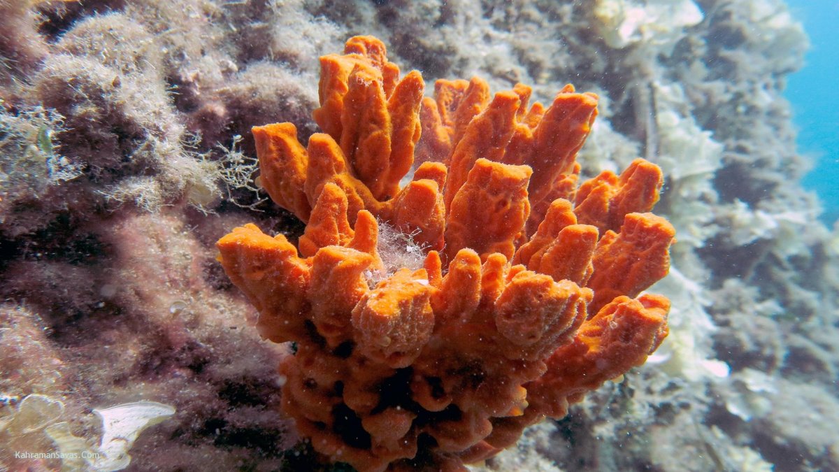 Губка в океане