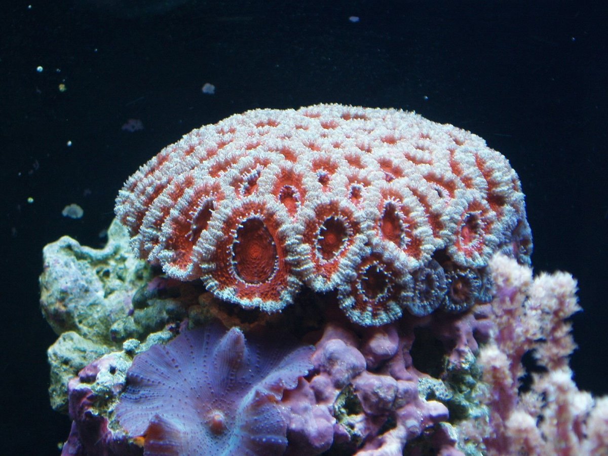Porifera Spongia