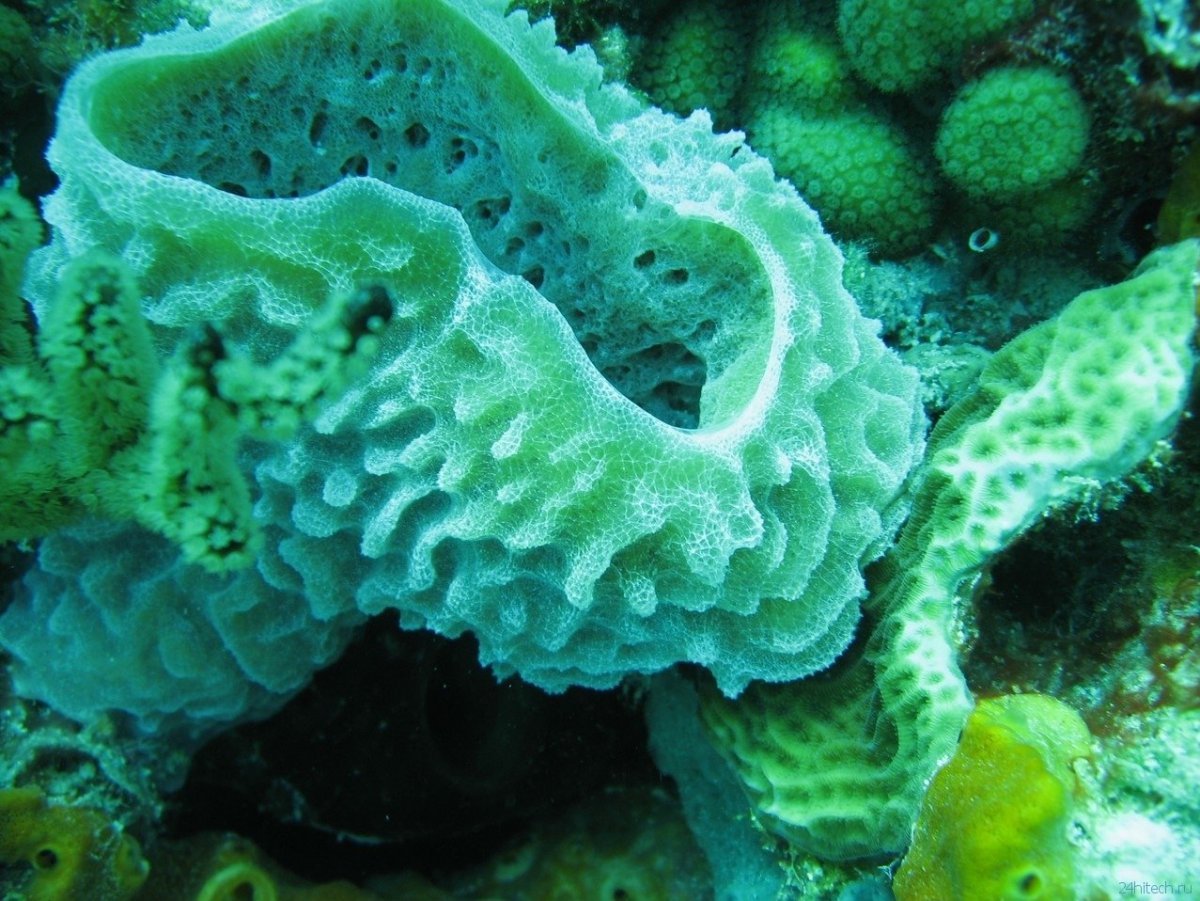 Обыкновенные губки