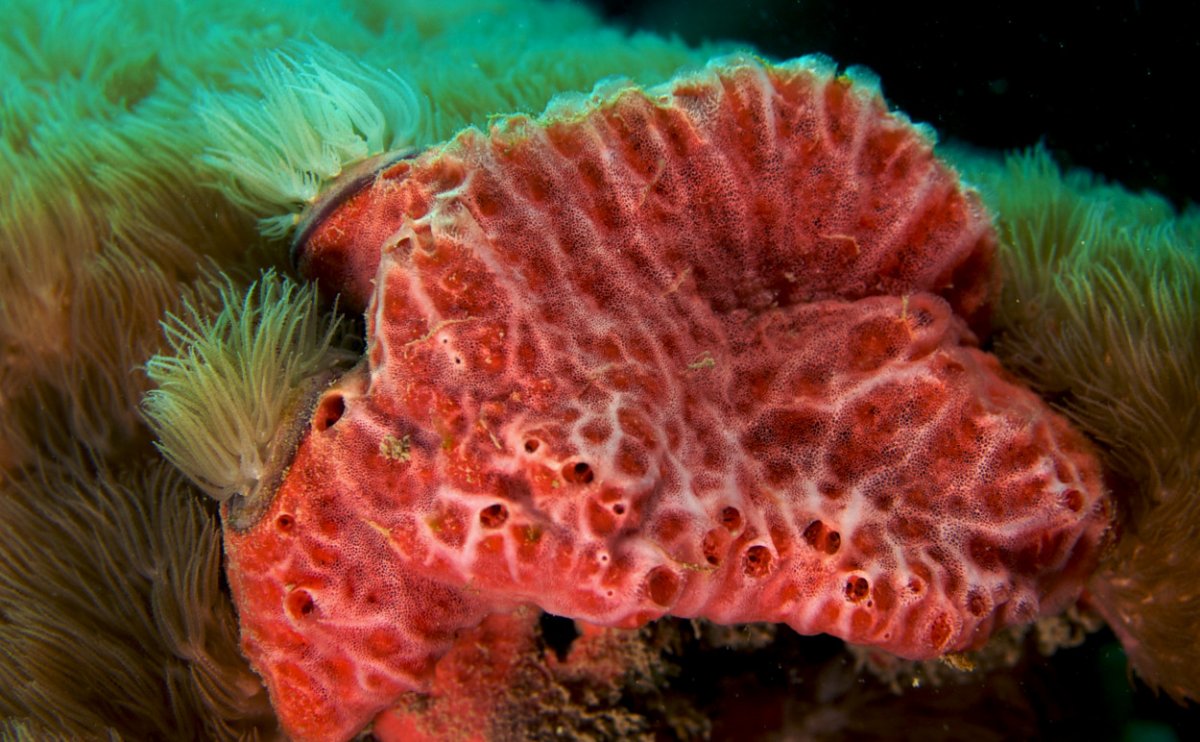 Акантелла губка