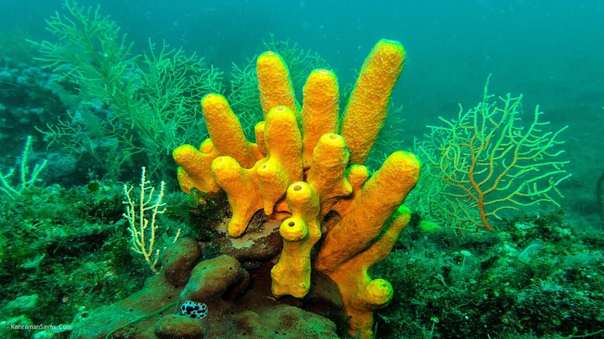 Трубчатые кораллы