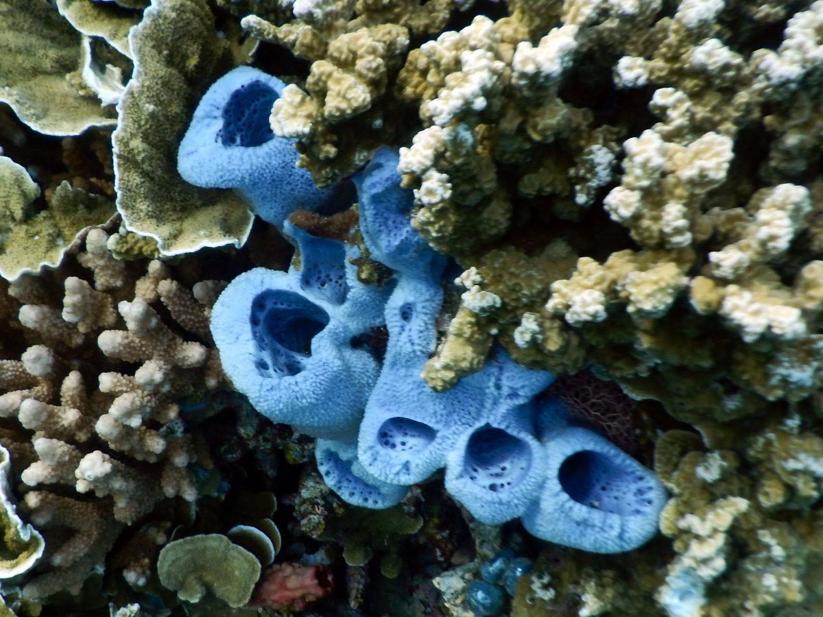 Акантастрея коралл