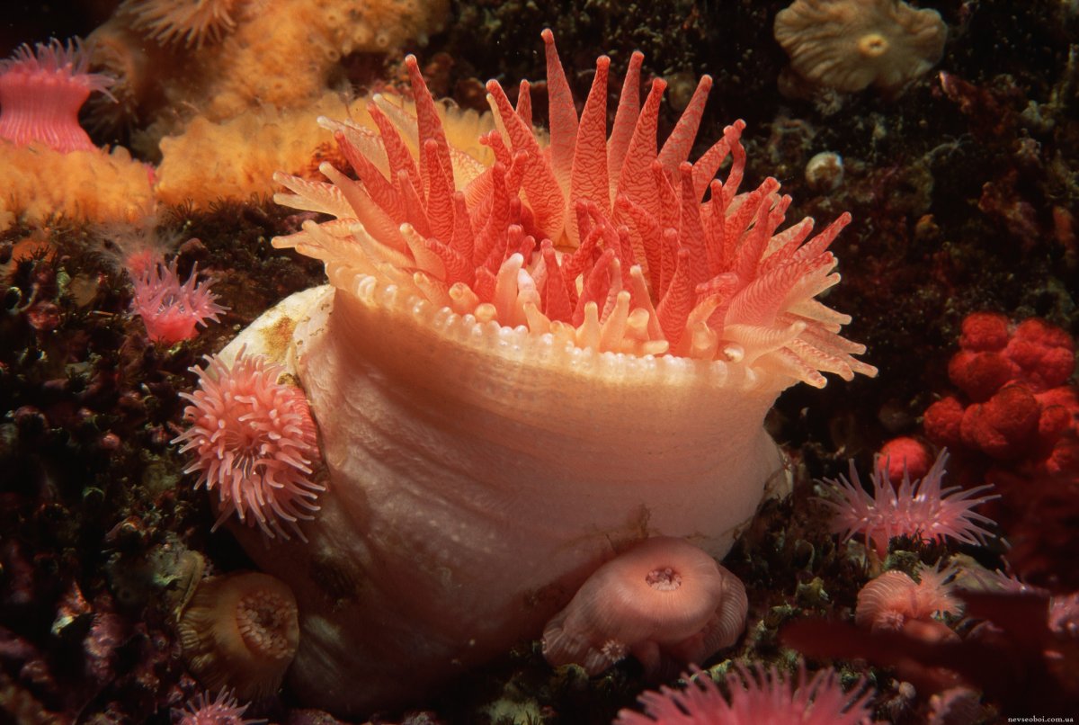 Подводные растения океана