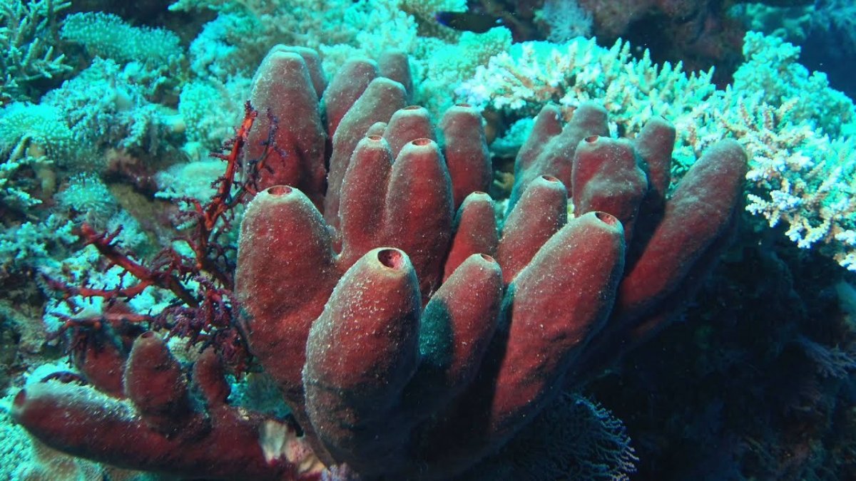 Porifera Spongia