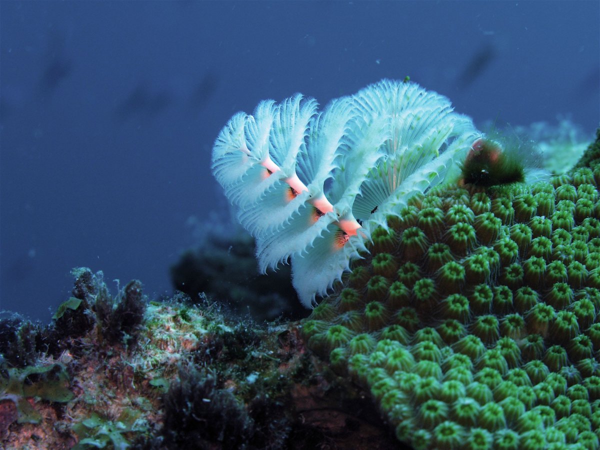 Губка под водой
