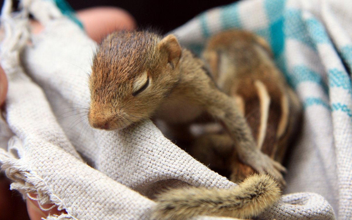 Детеныш бурундука