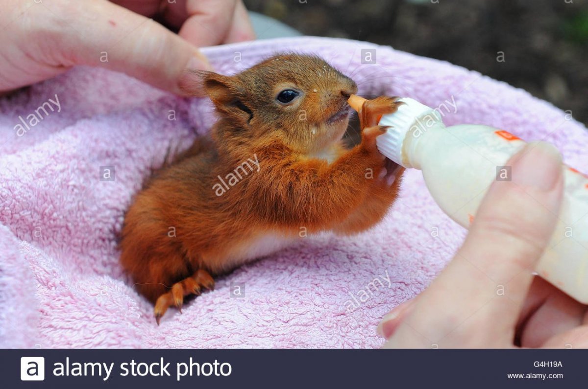 Рождение маленькой белочки
