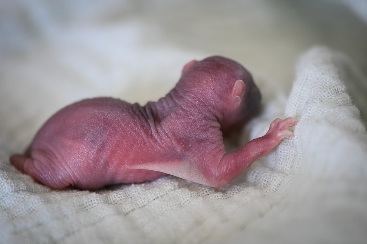 Выживший Бельчонок