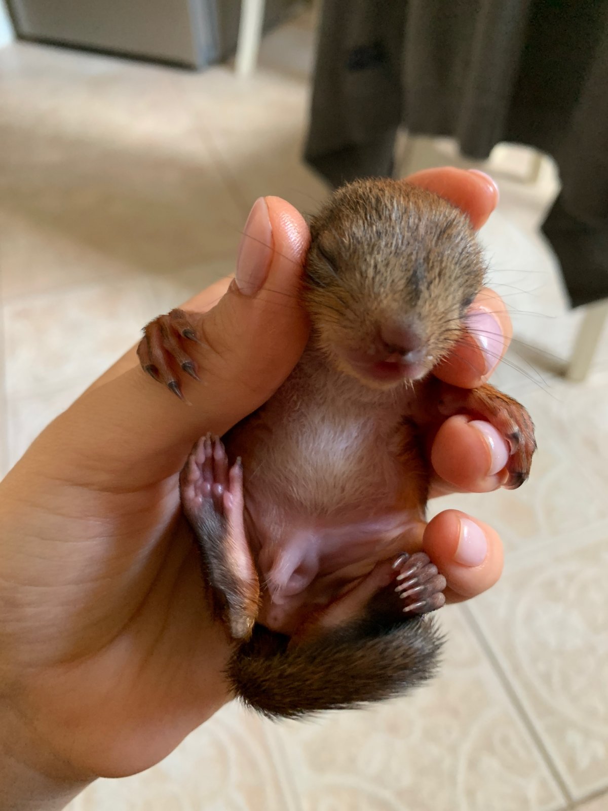 Слепые бельчата