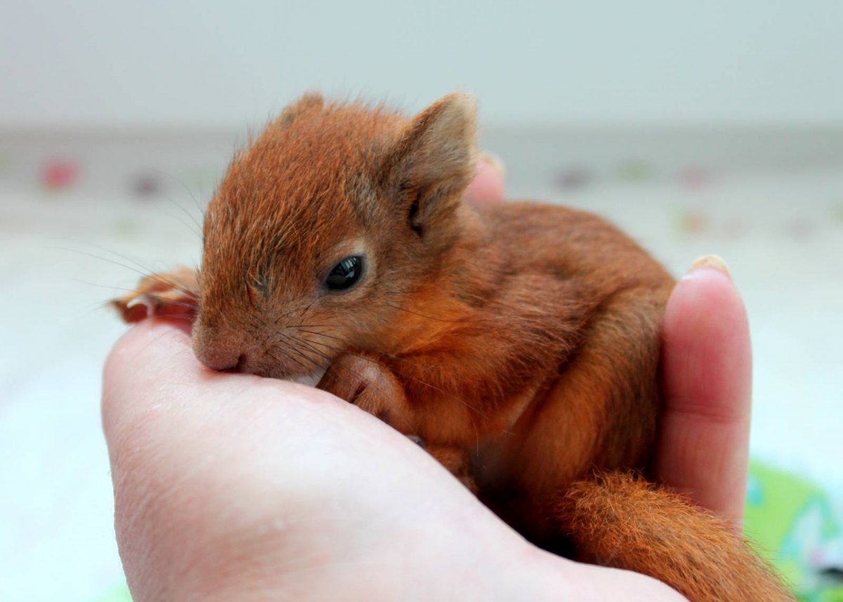 Детеныши большой белки