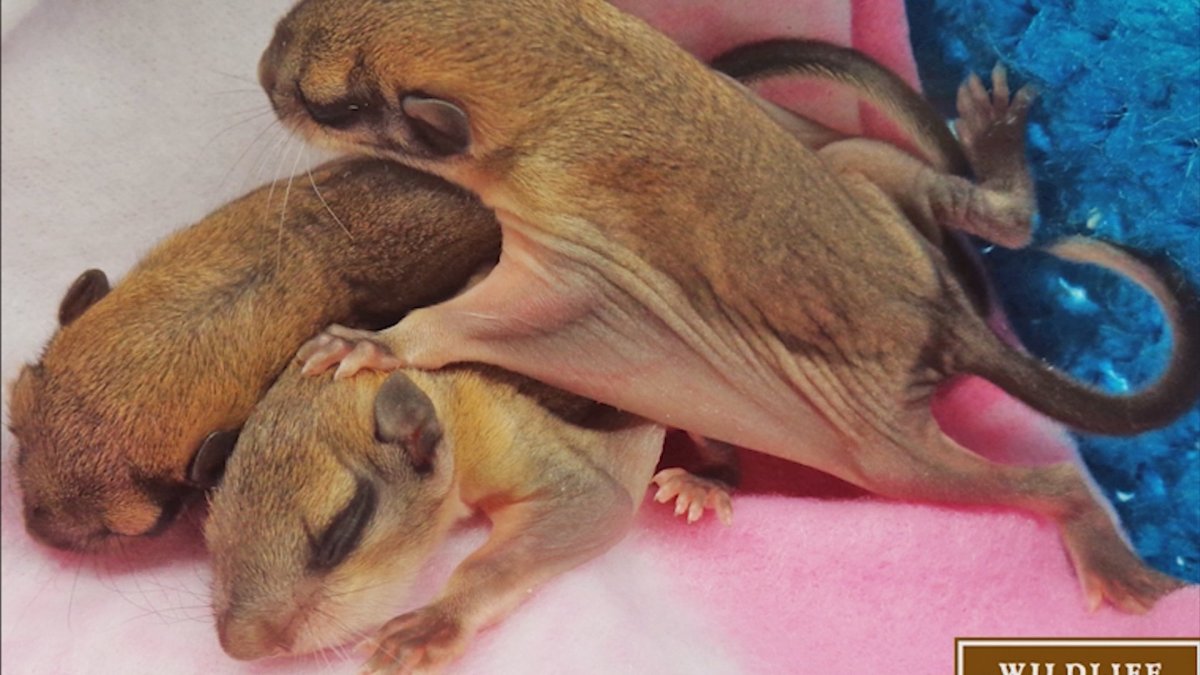 Бельчата летяги Новорожденные