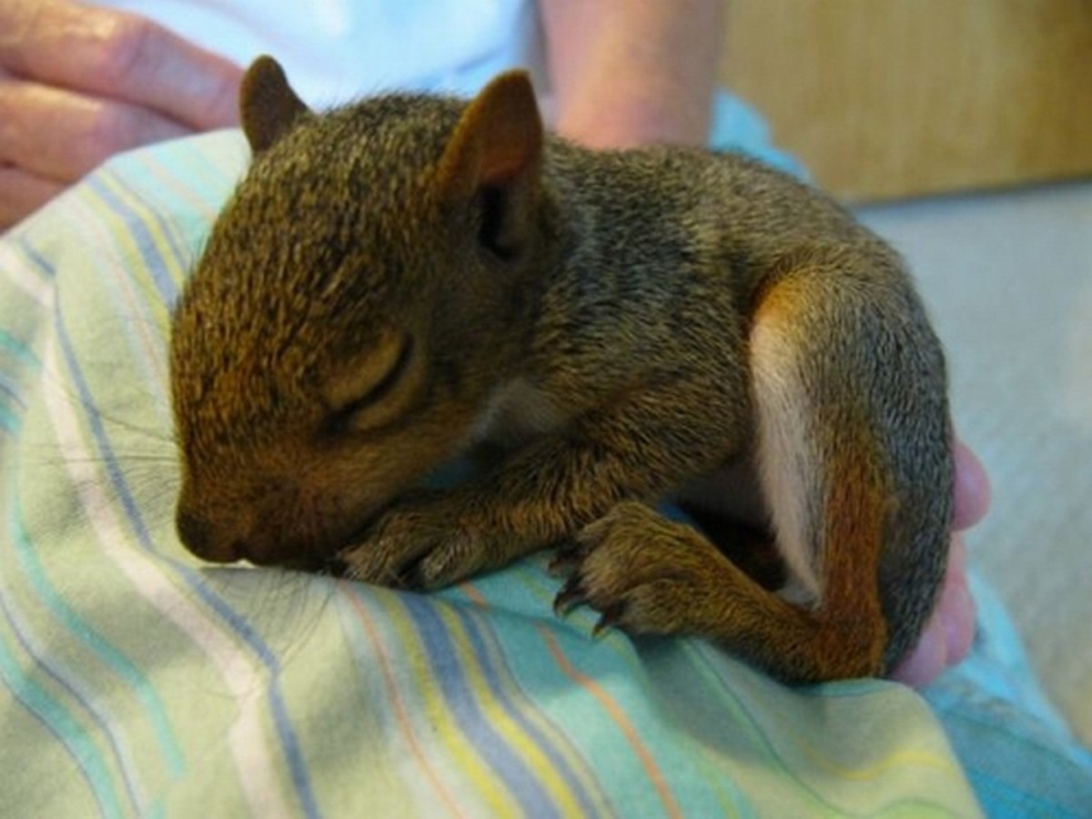 Новорожденная лесного Бельчонок