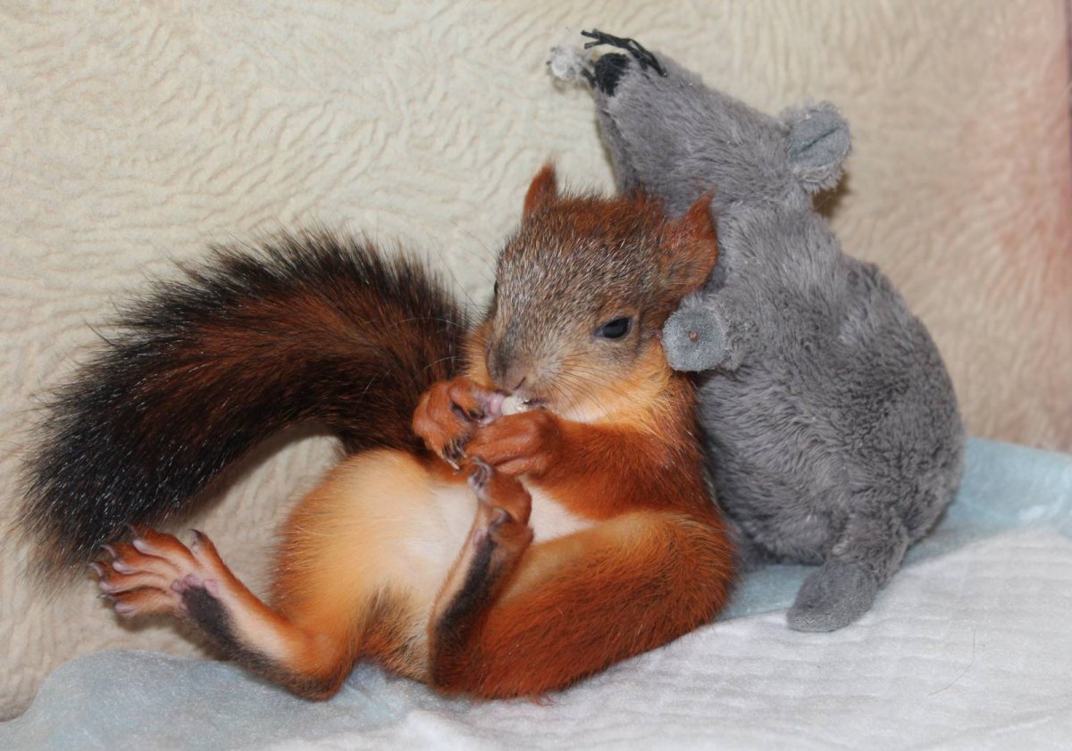 Встреча белочек