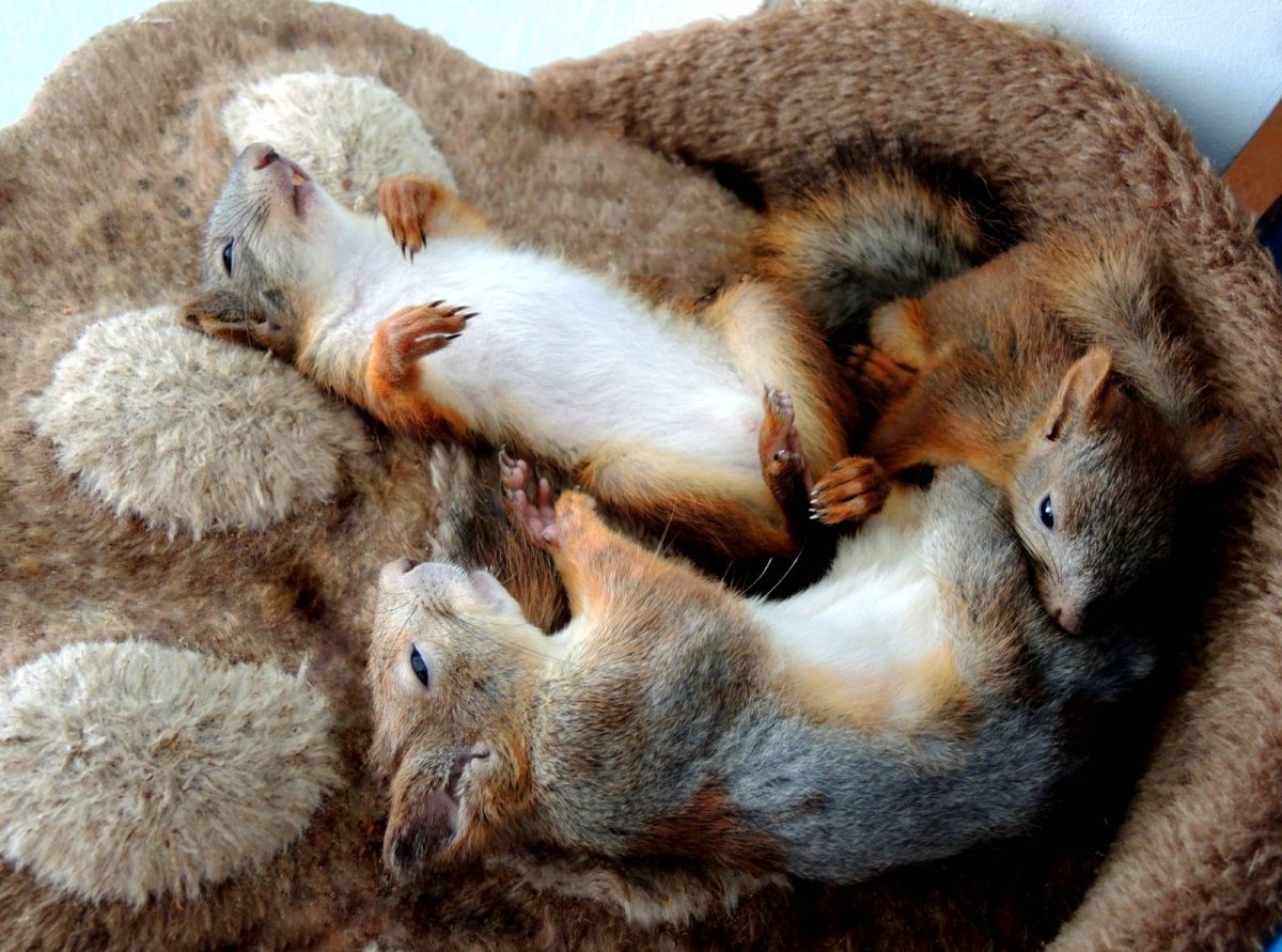 Двухнедельные бельчата