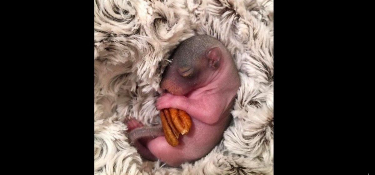 Самые маленькие белочки