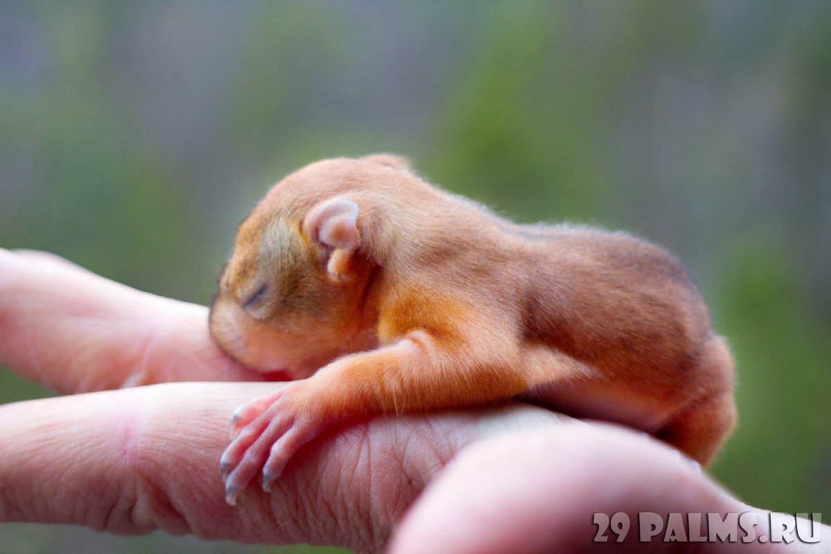 Новорожденный Бельчонок