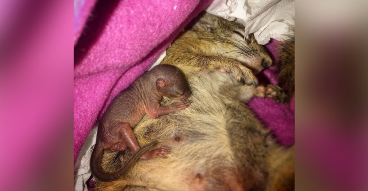 Маленькие Новорожденные бельчата