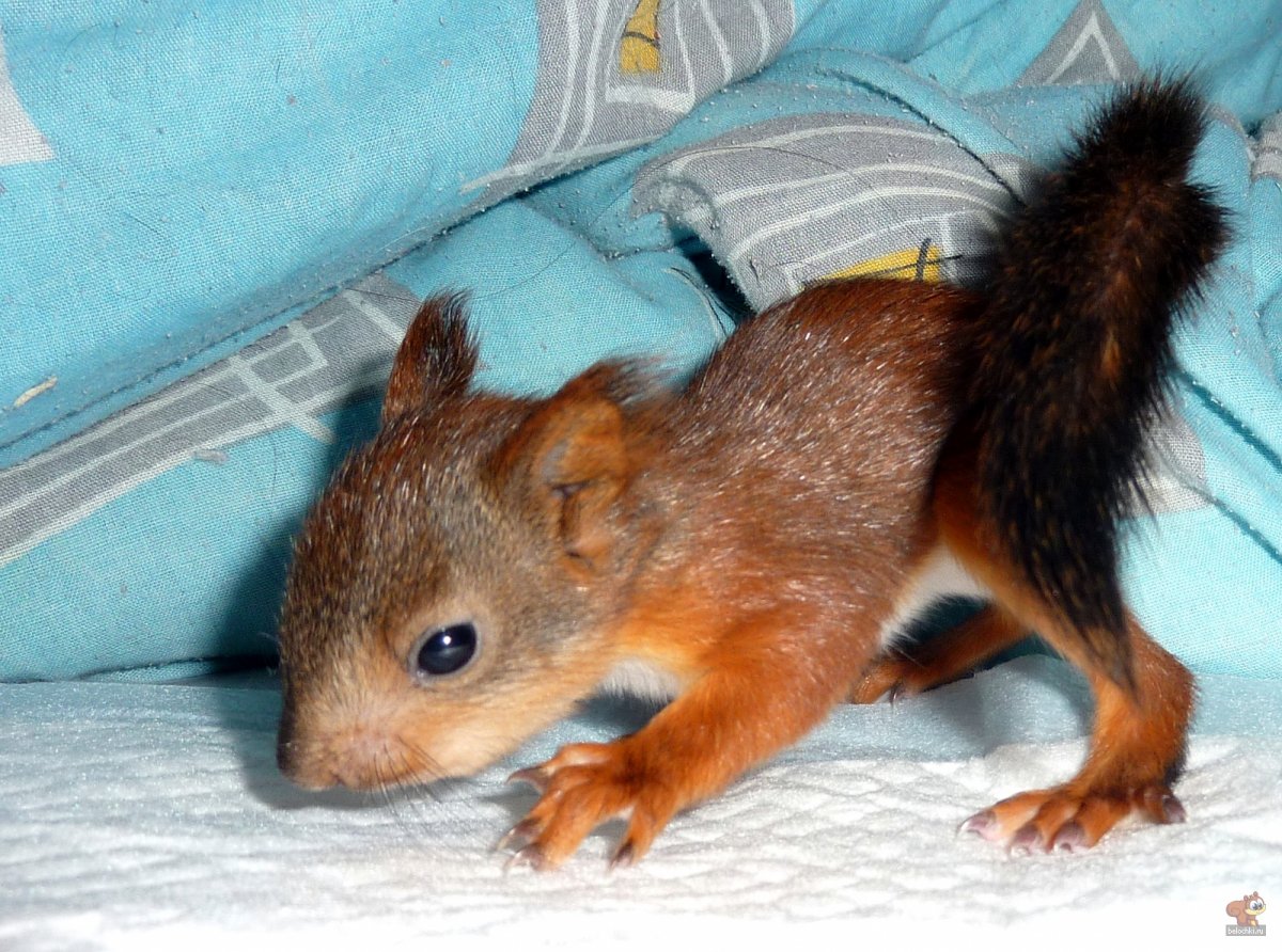 Карликовая белка