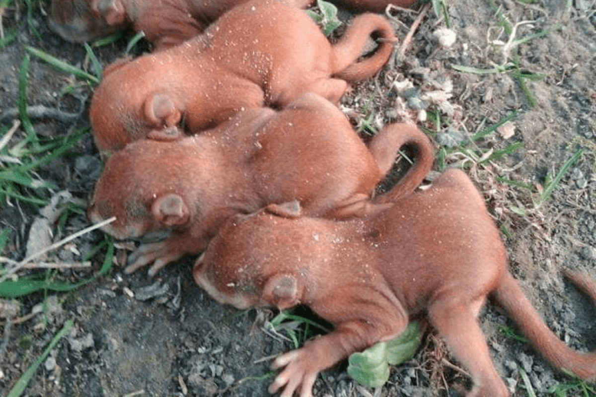 Новорожденные бельчата