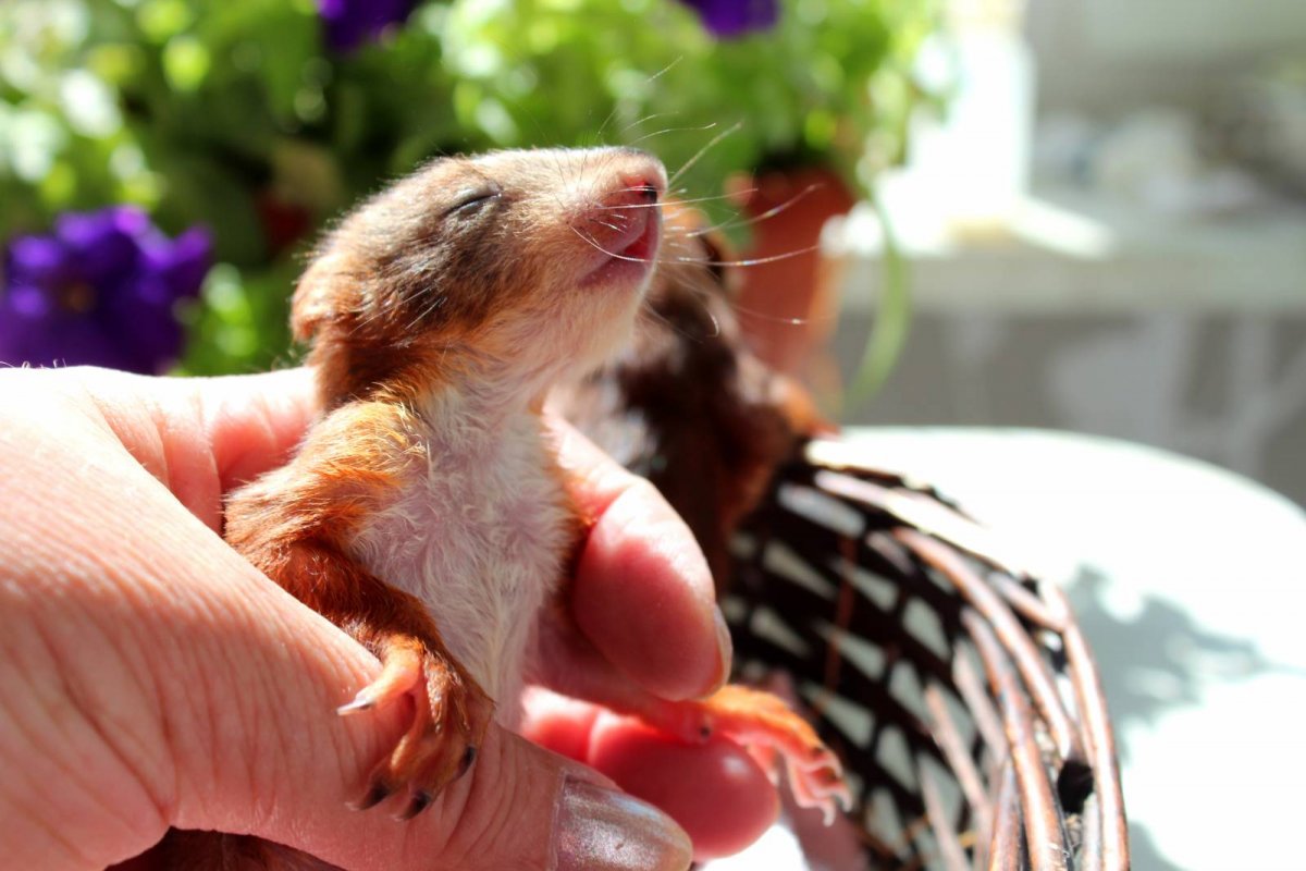 Бельчата спят в обнимку