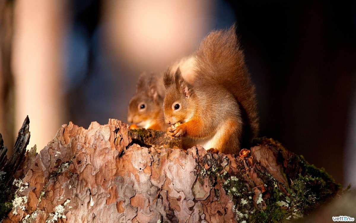 Два бельчонка спят