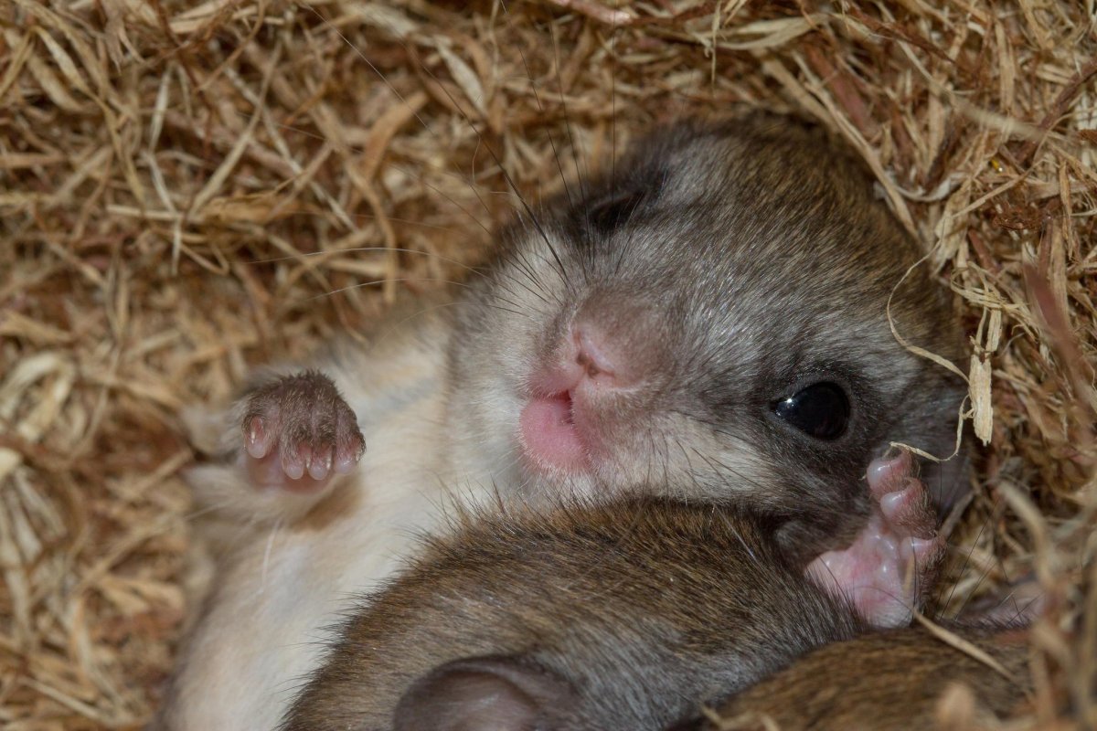 Хорек и хомяк