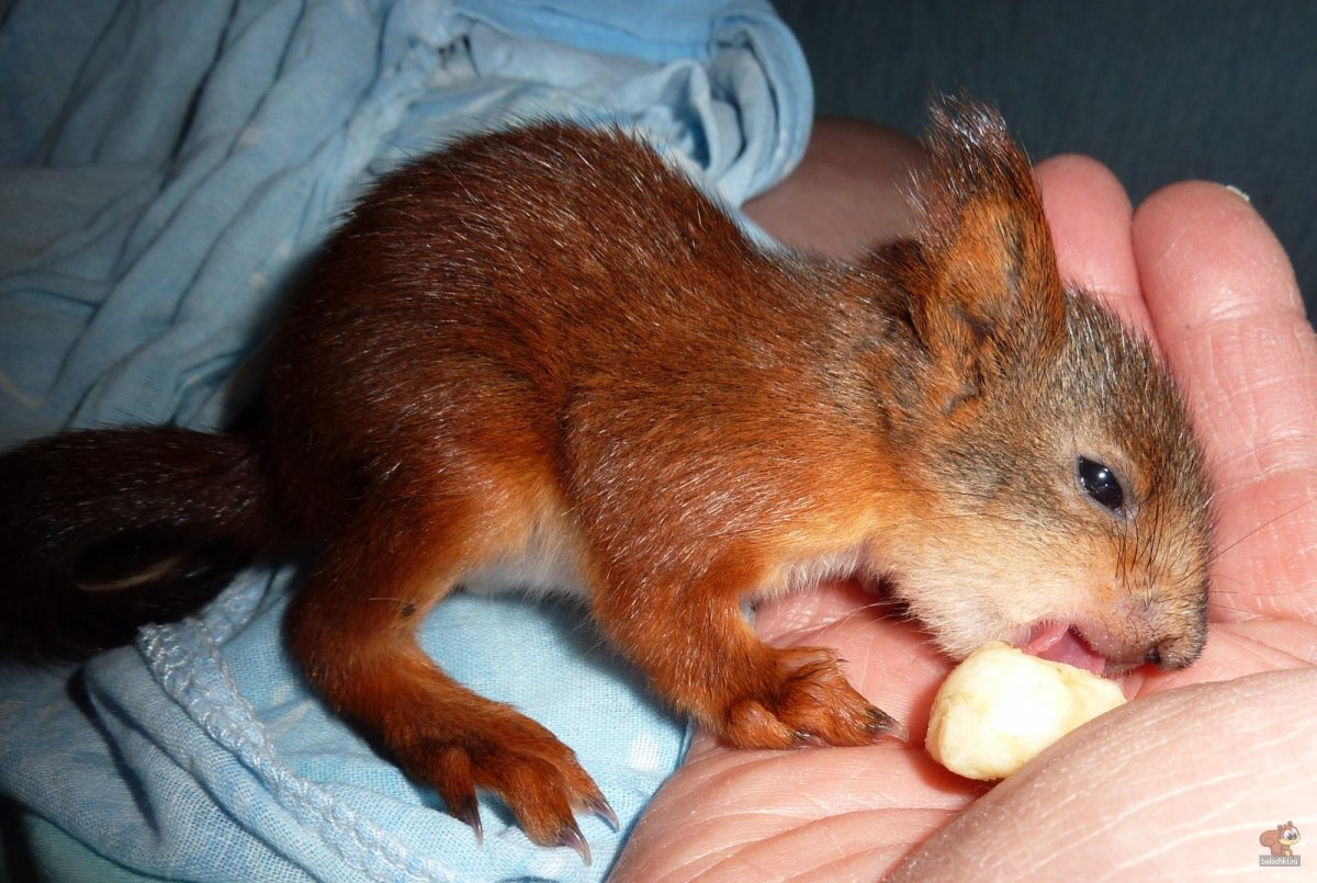 Совсем маленький Бельчонок