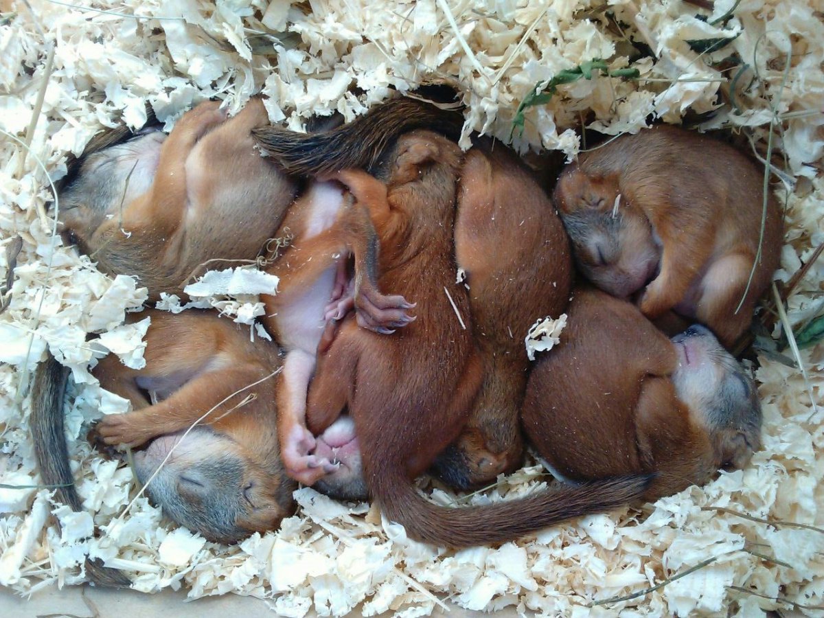 Белка 5 месяцев