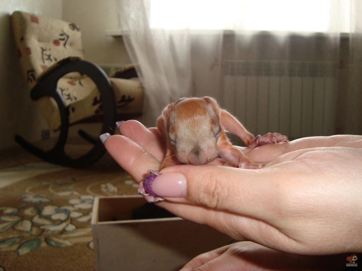 Бельчонок после рождения