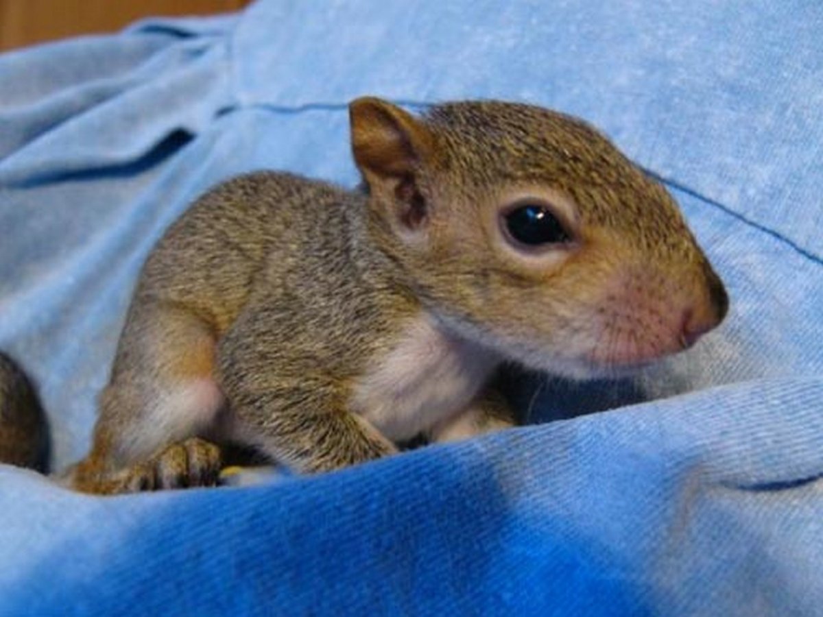 Обои белка с бельчатами спят