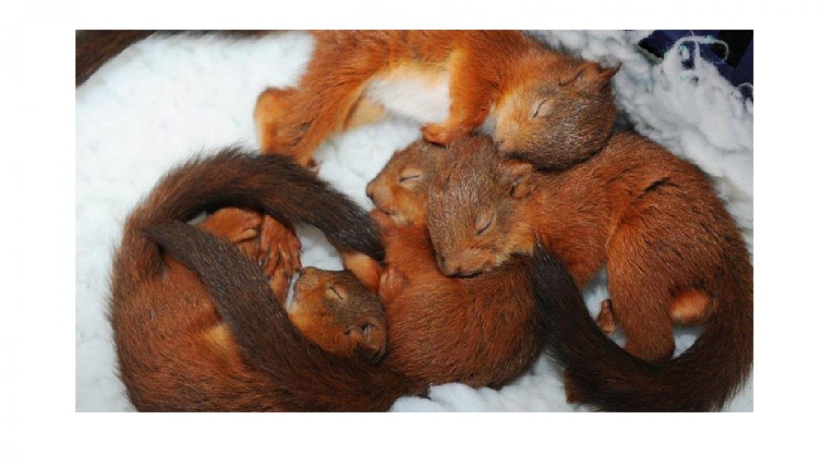 Белки спят