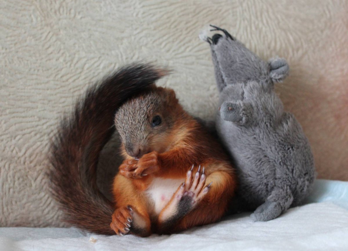 Милашки-очаровашки. Бельчонок