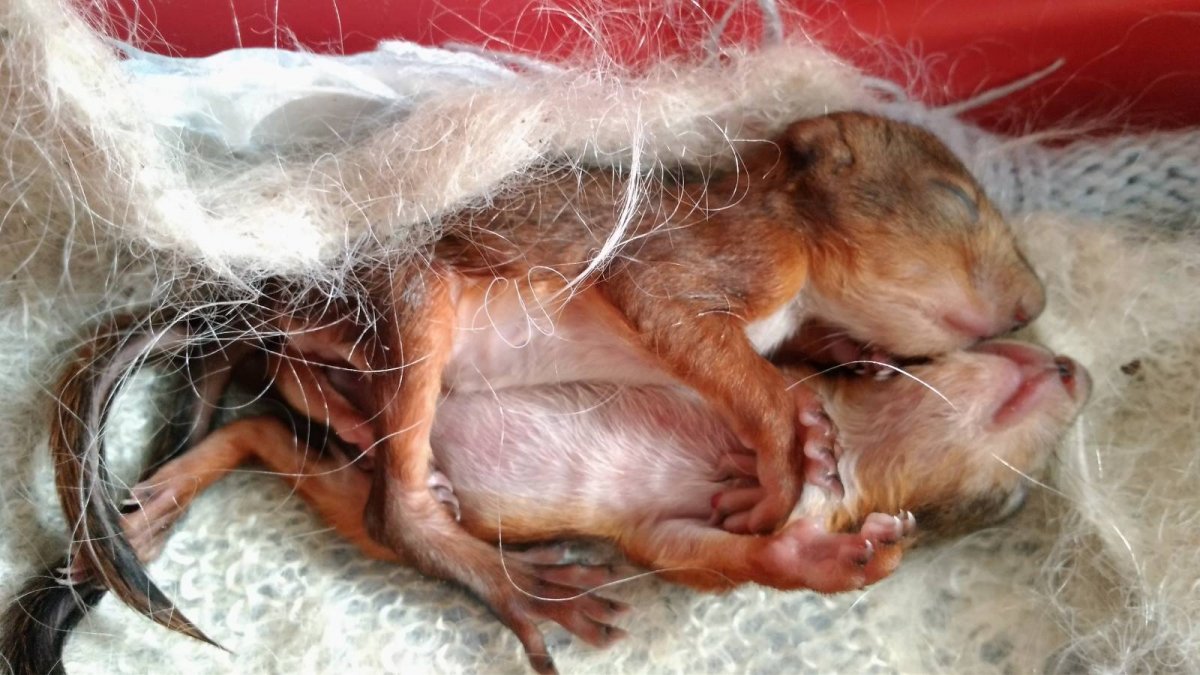 Зрелорождающиеся и незрелорождающиеся животные