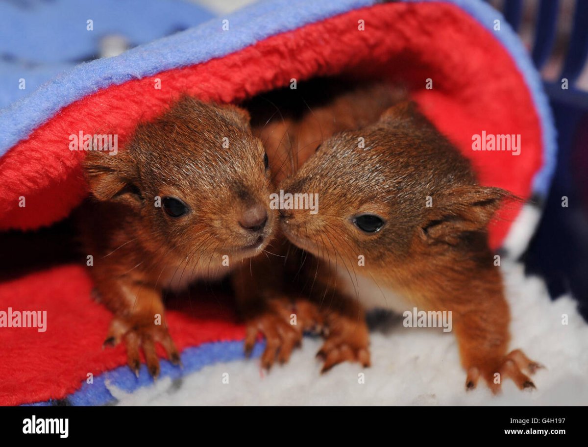 Белка обыкновенная Детеныши