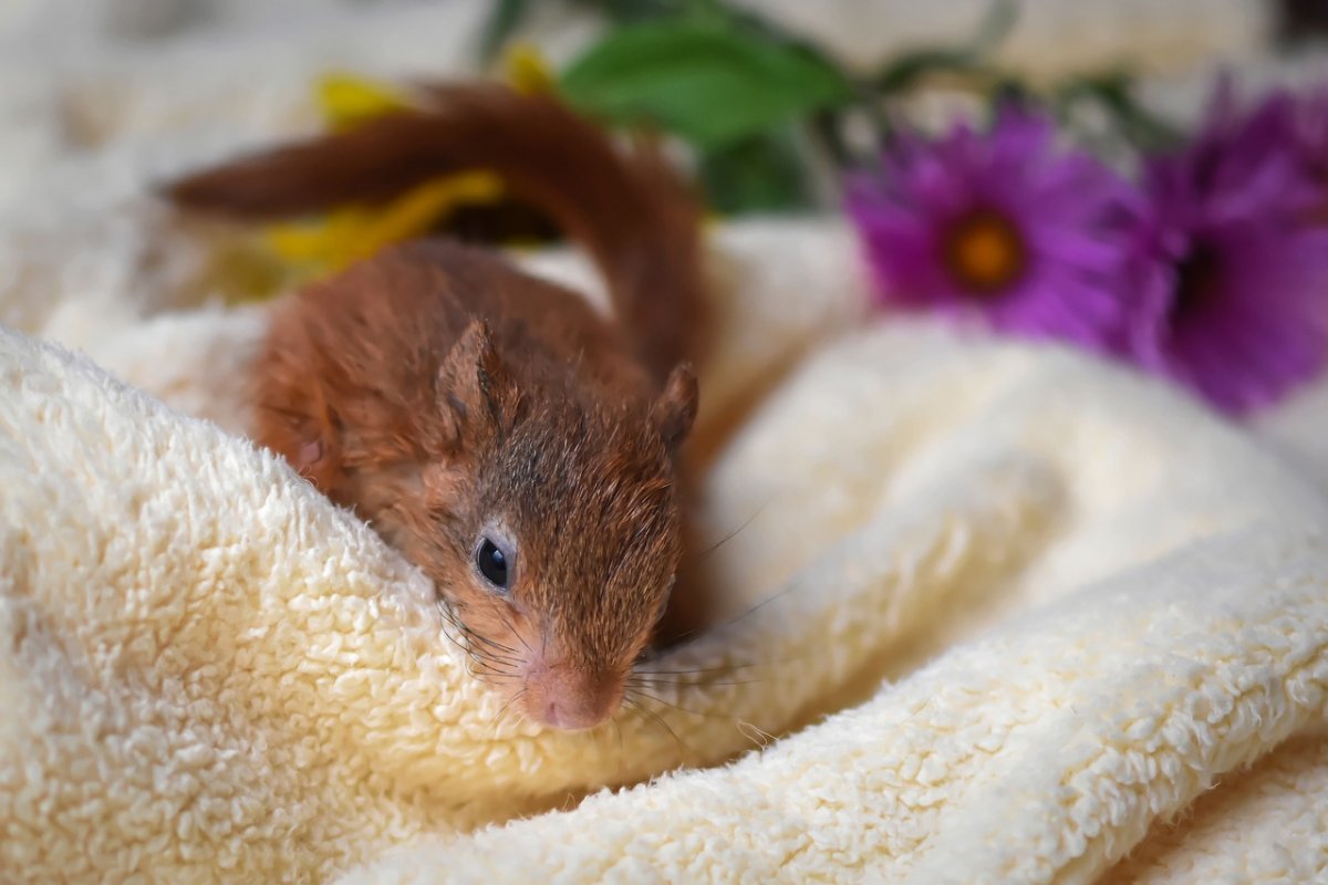 Новорожденный Бельчонок